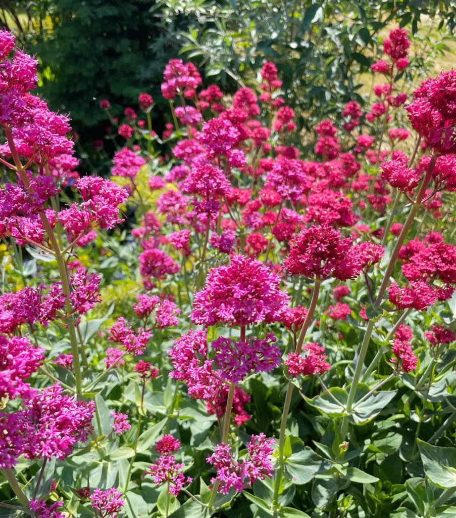 Centranthus Ruber