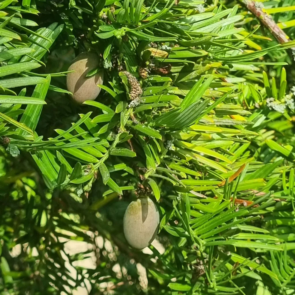 Cephalotaxus Harringtonia