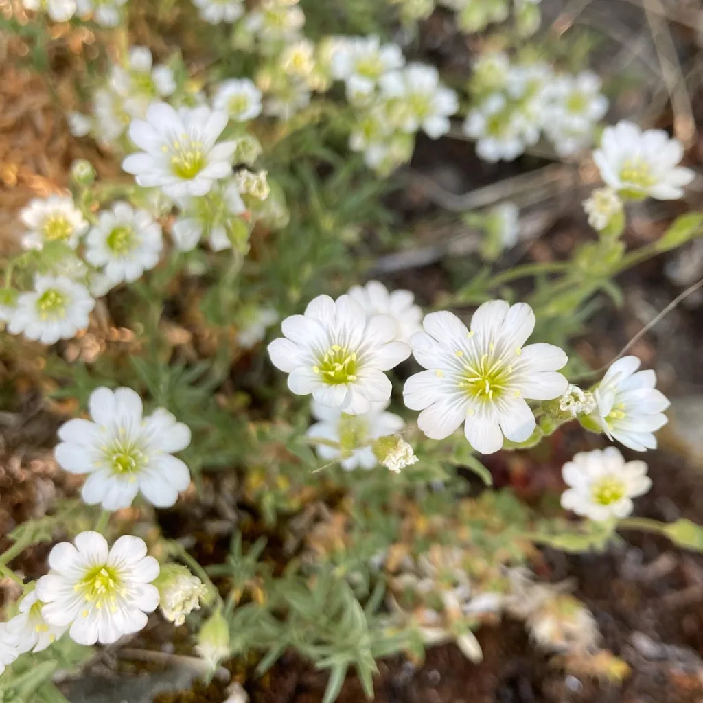 Cerastium Fontanum