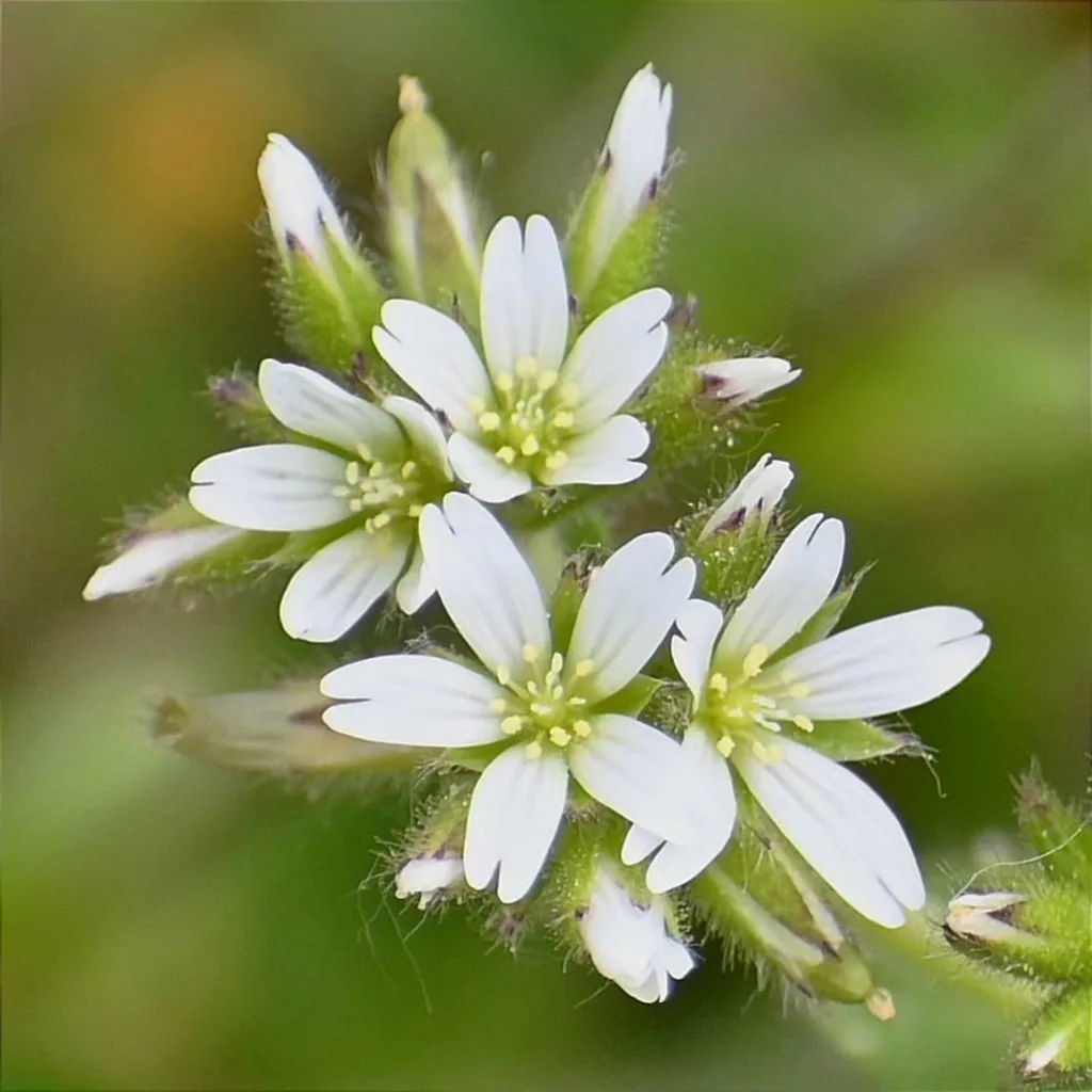 Cerastium Glomeratum