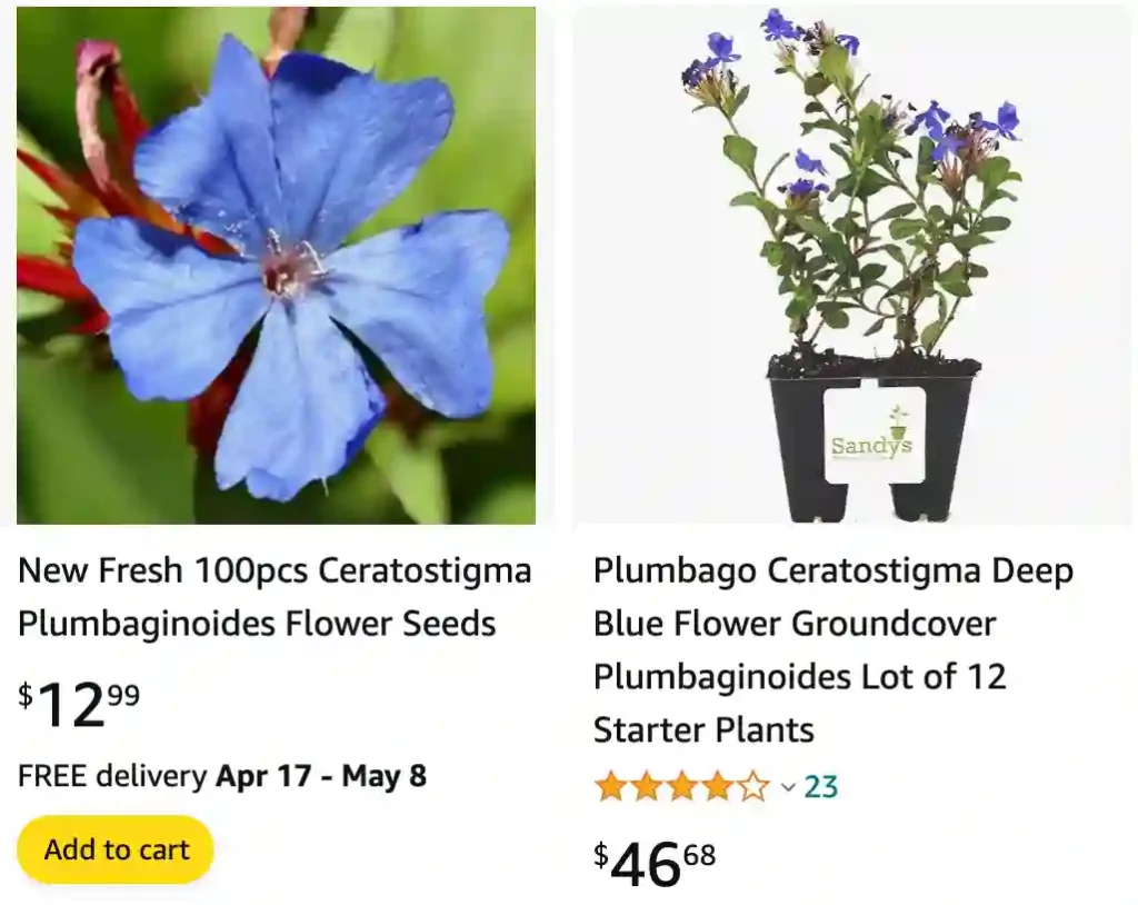 Ceratostigma Plumbaginoides | Monsteraholic