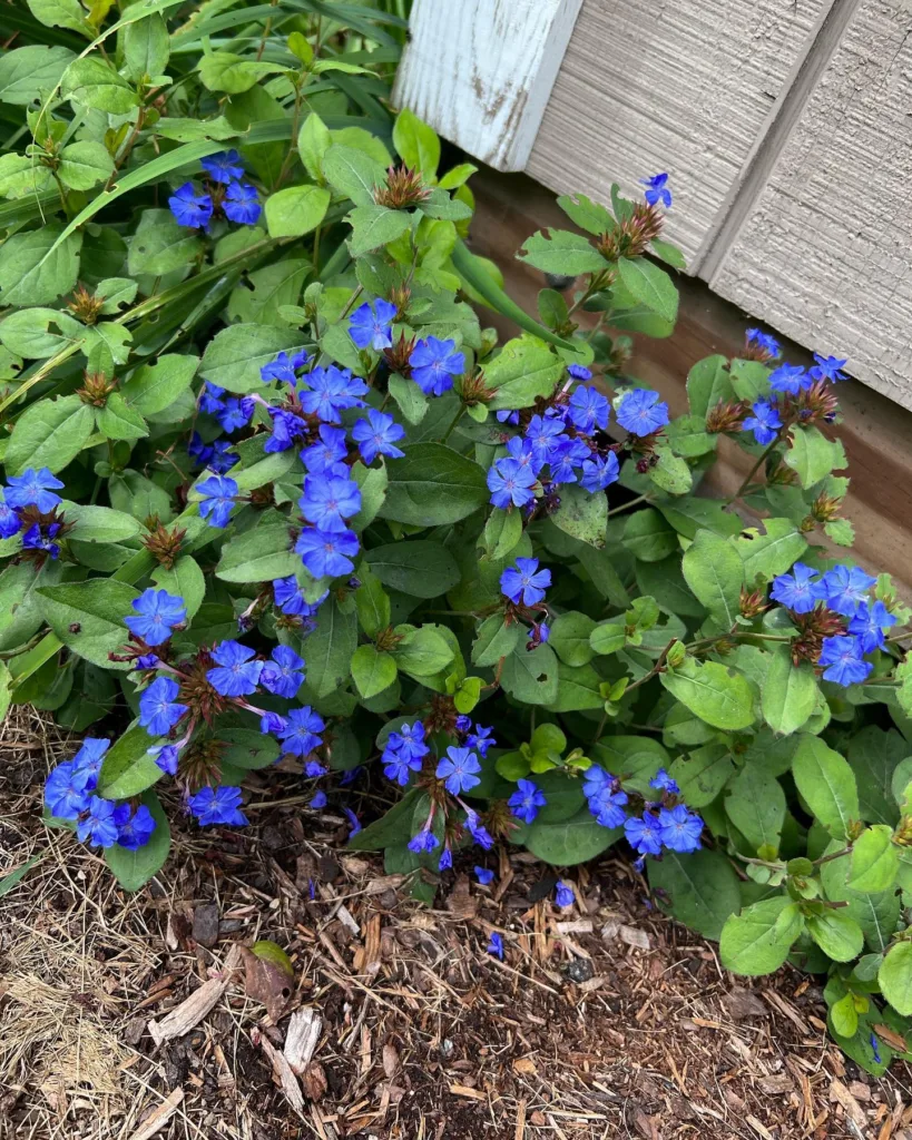 Ceratostigma Plumbaginoides