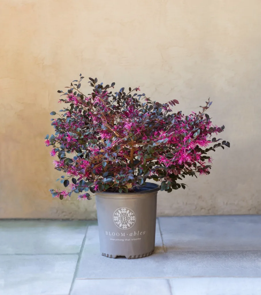 Cerise Charm Loropetalum