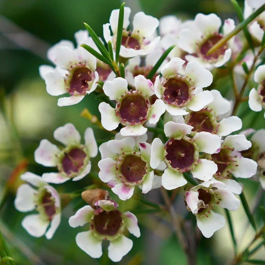 Chamelaucium Uncinatum