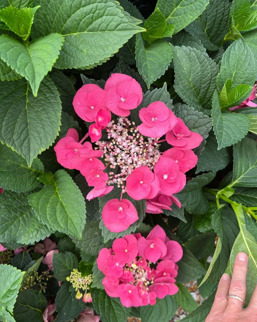 Cherry Explosion Hydrangea