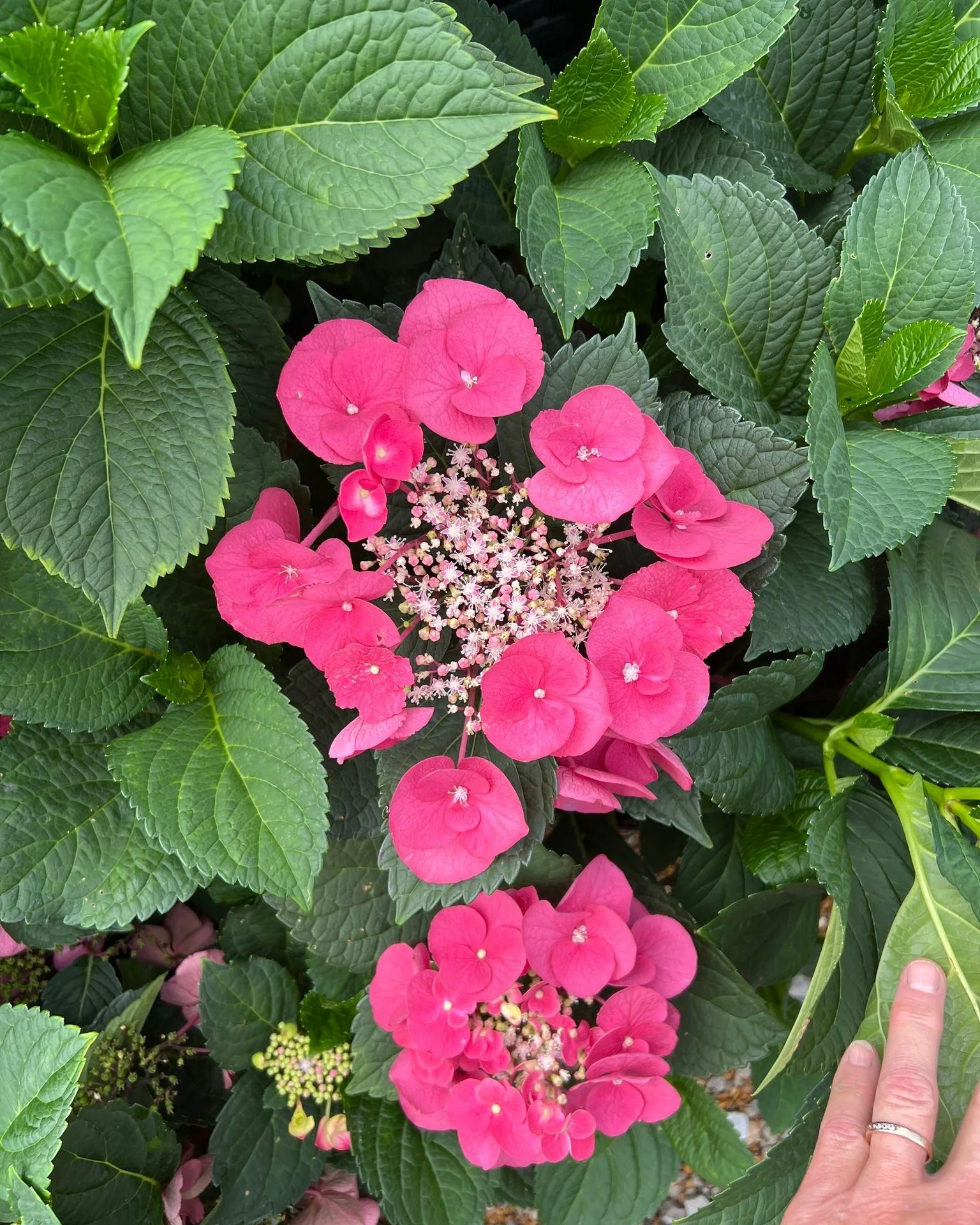 Plant FAQs Cherry Explosion Hydrangea