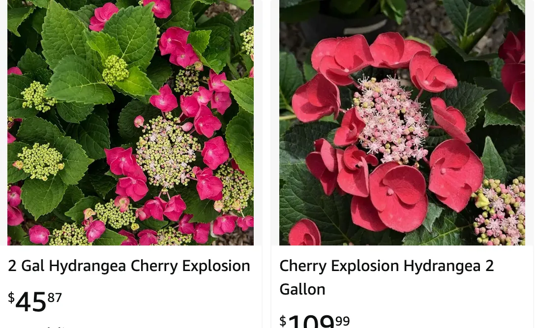 Cherry Explosion Hydrangea | Monsteraholic