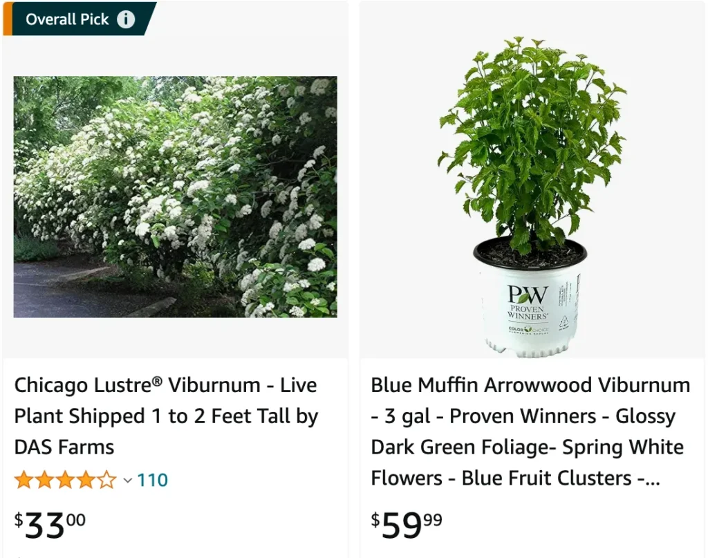 Chicago Lustre Viburnum | Monsteraholic