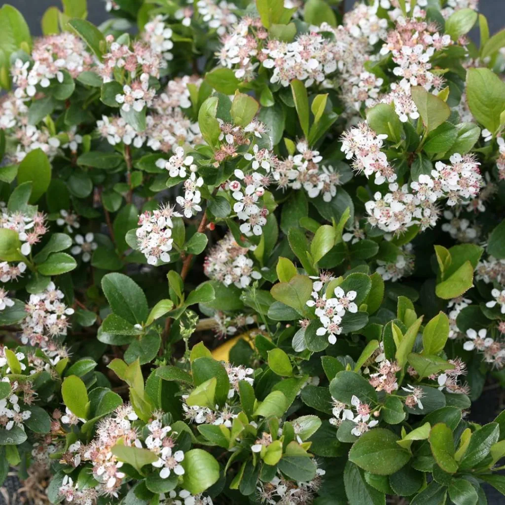 Chicago Lustre Viburnum