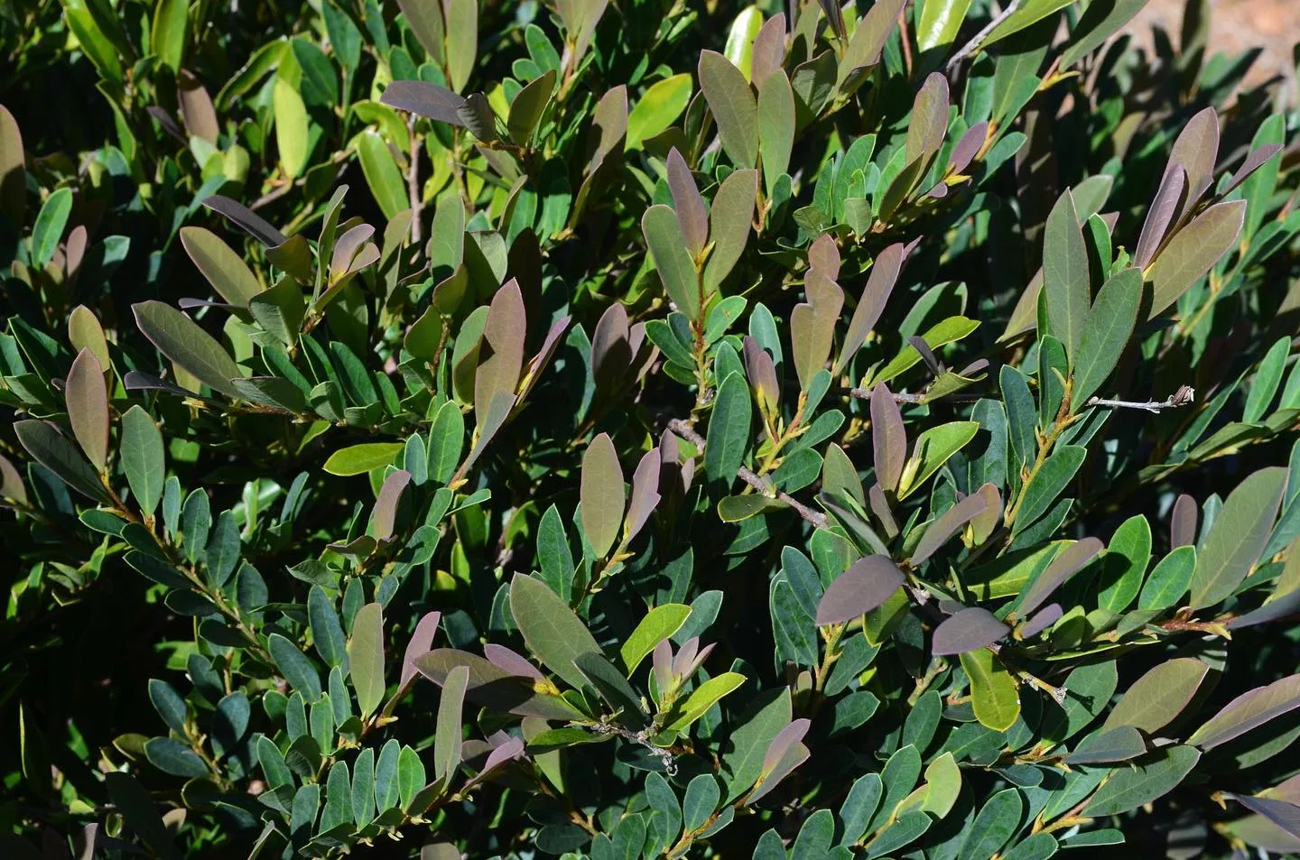 Plant 101 Cinnamon Girl Distylium