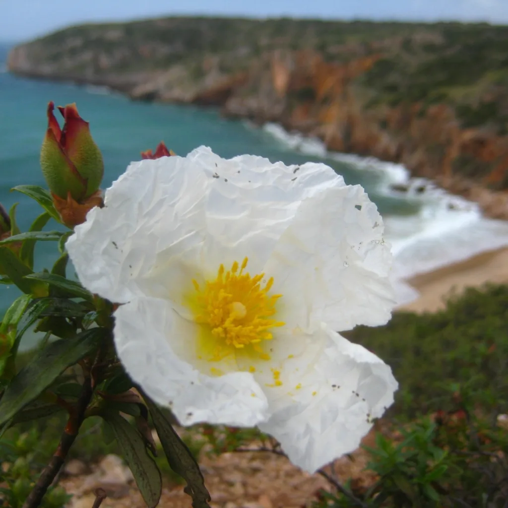 Cistus Ladanifer