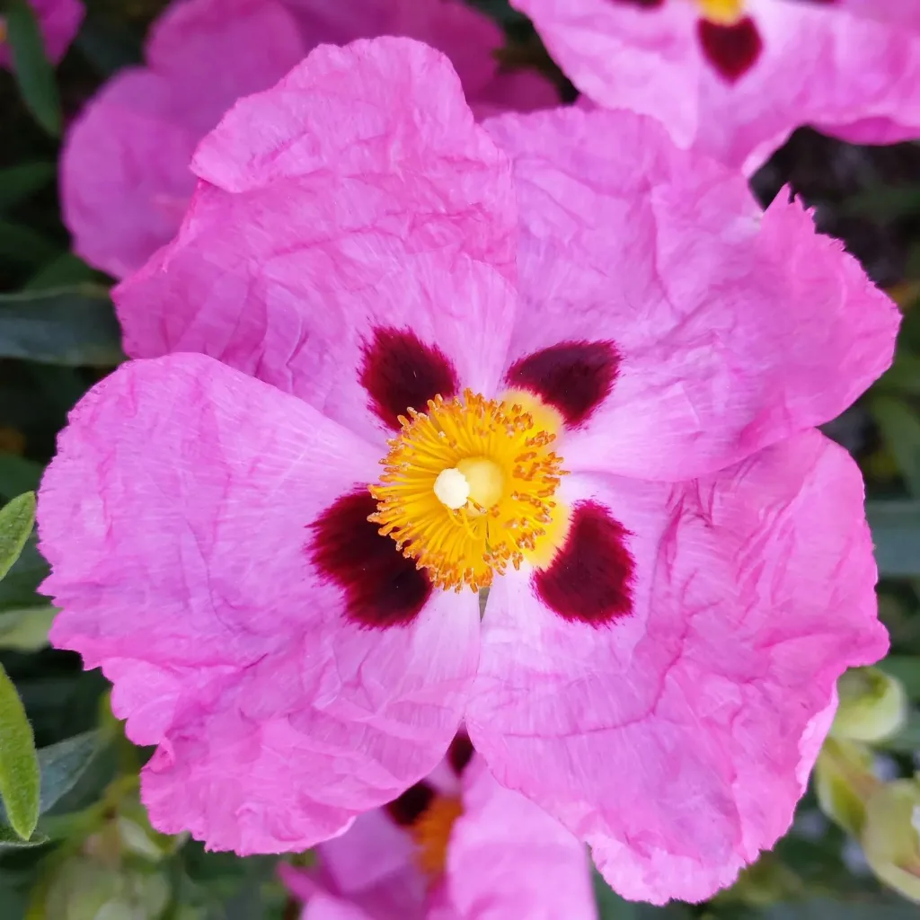 Cistus Purpureus