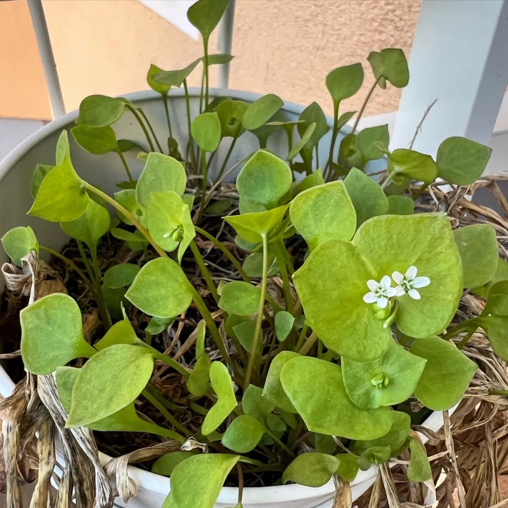 Claytonia Perfoliata