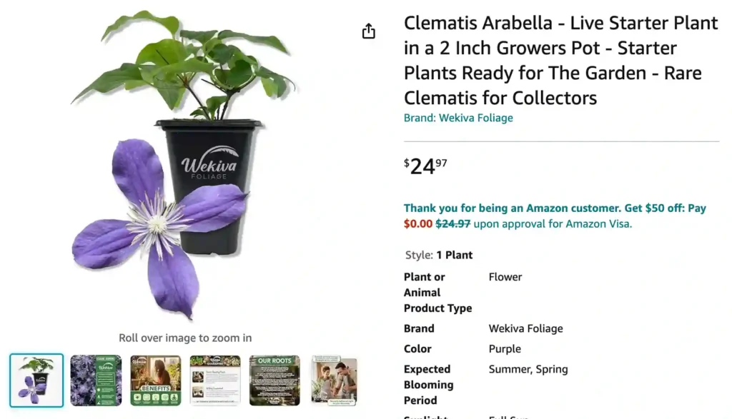 Clematis Arabella | Monsteraholic