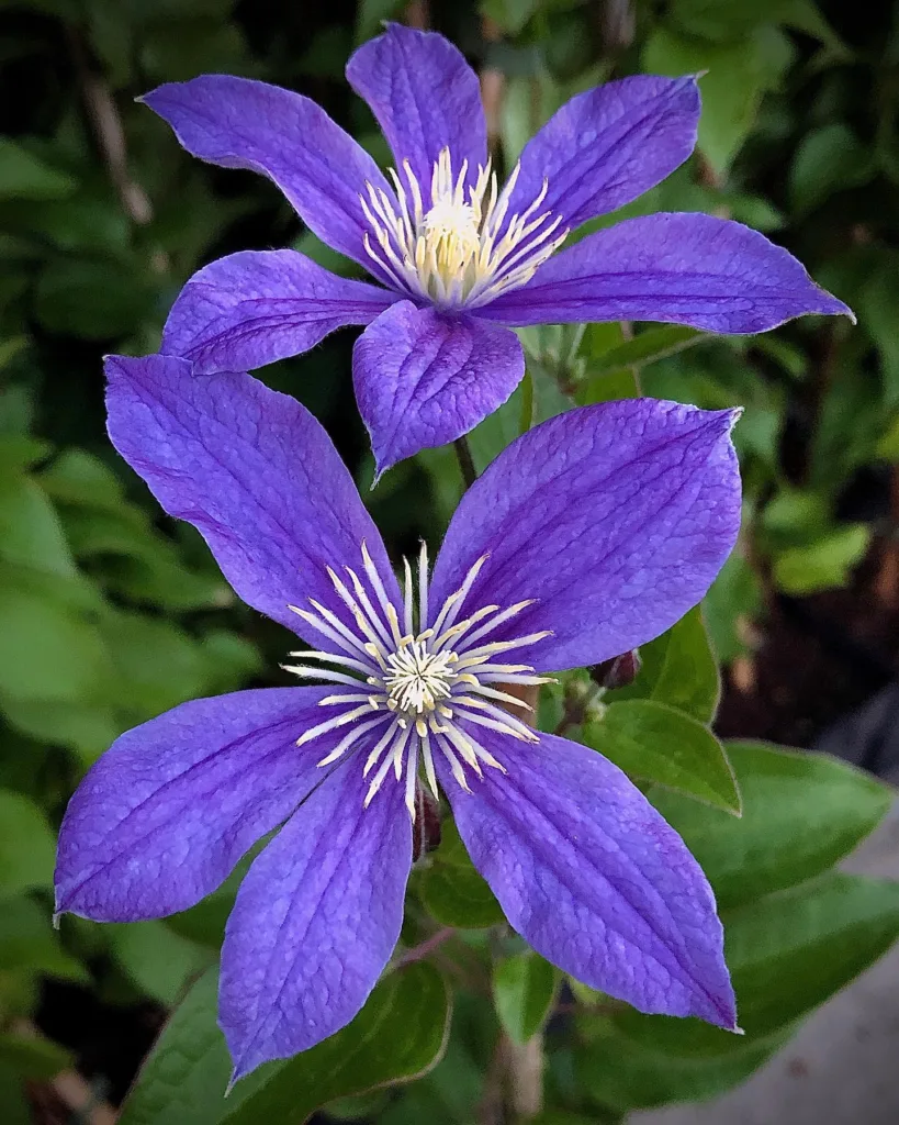 Clematis Arabella