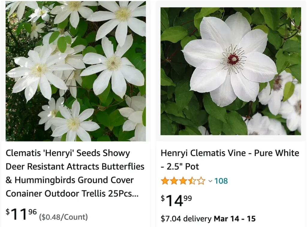 Clematis Henryi | Monsteraholic