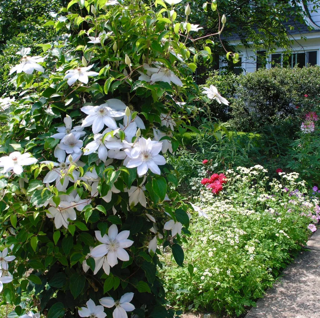 Clematis Henryi