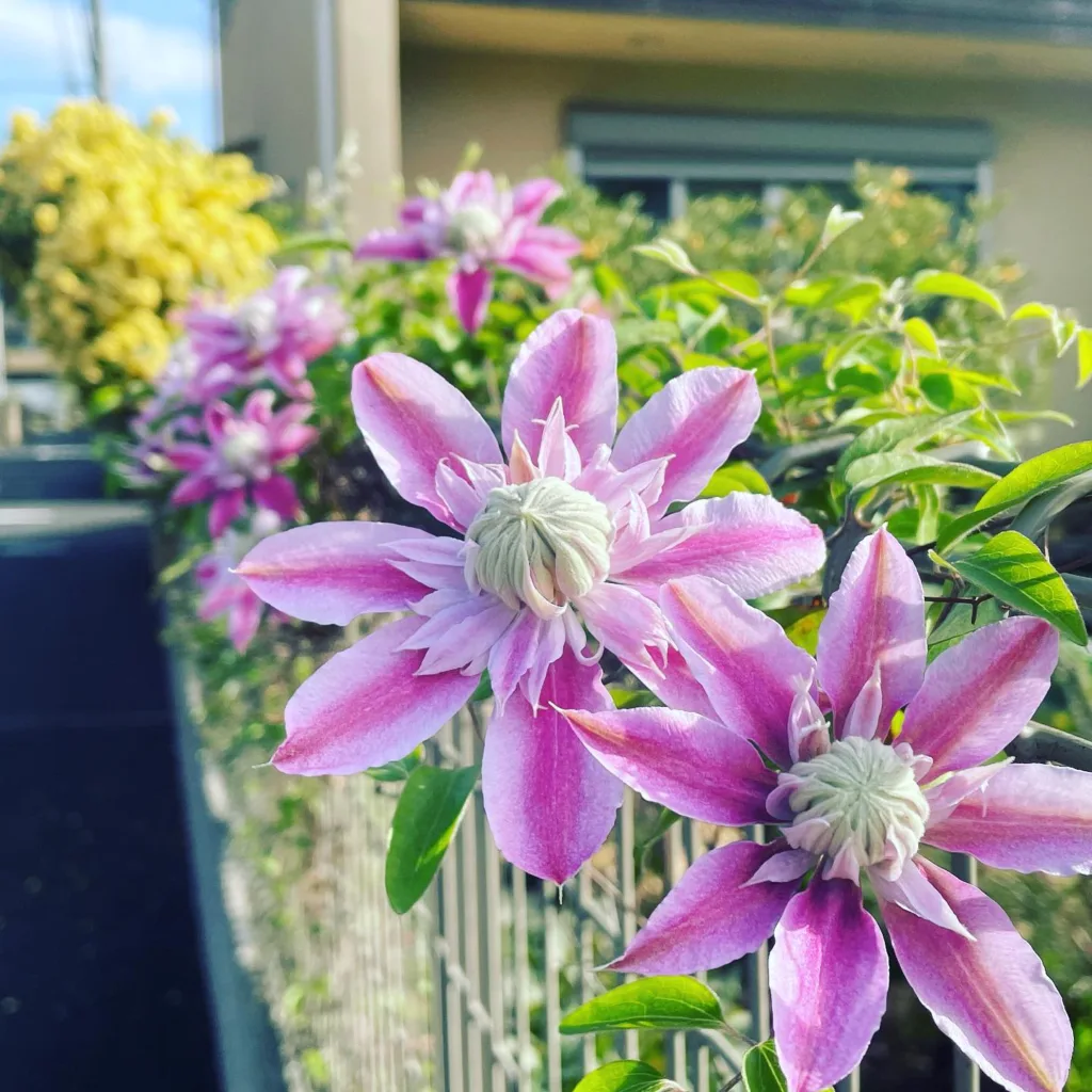 Clematis Josephine