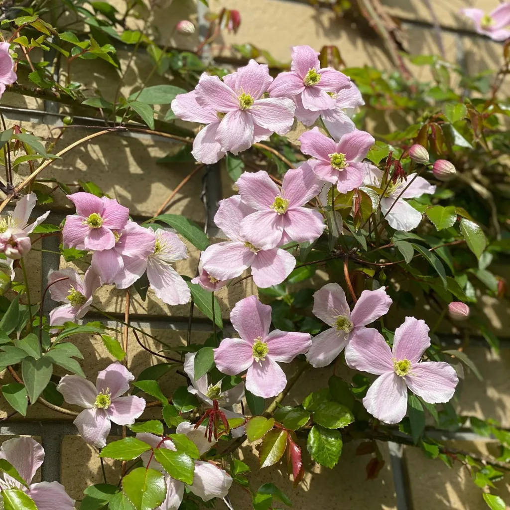 Clematis Montana