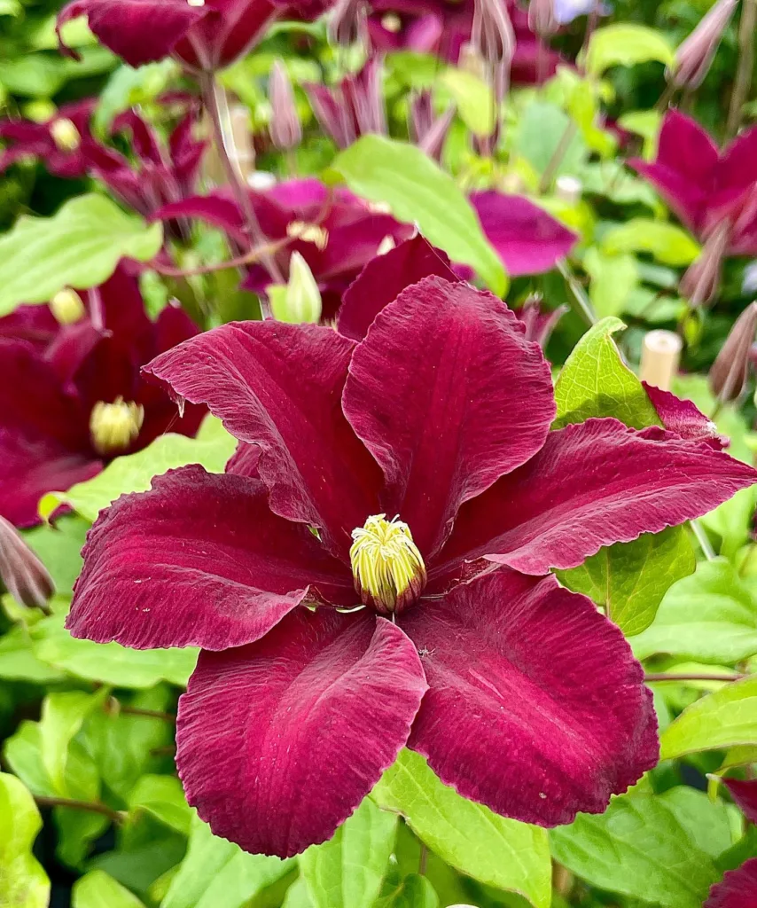 Clematis Niobe