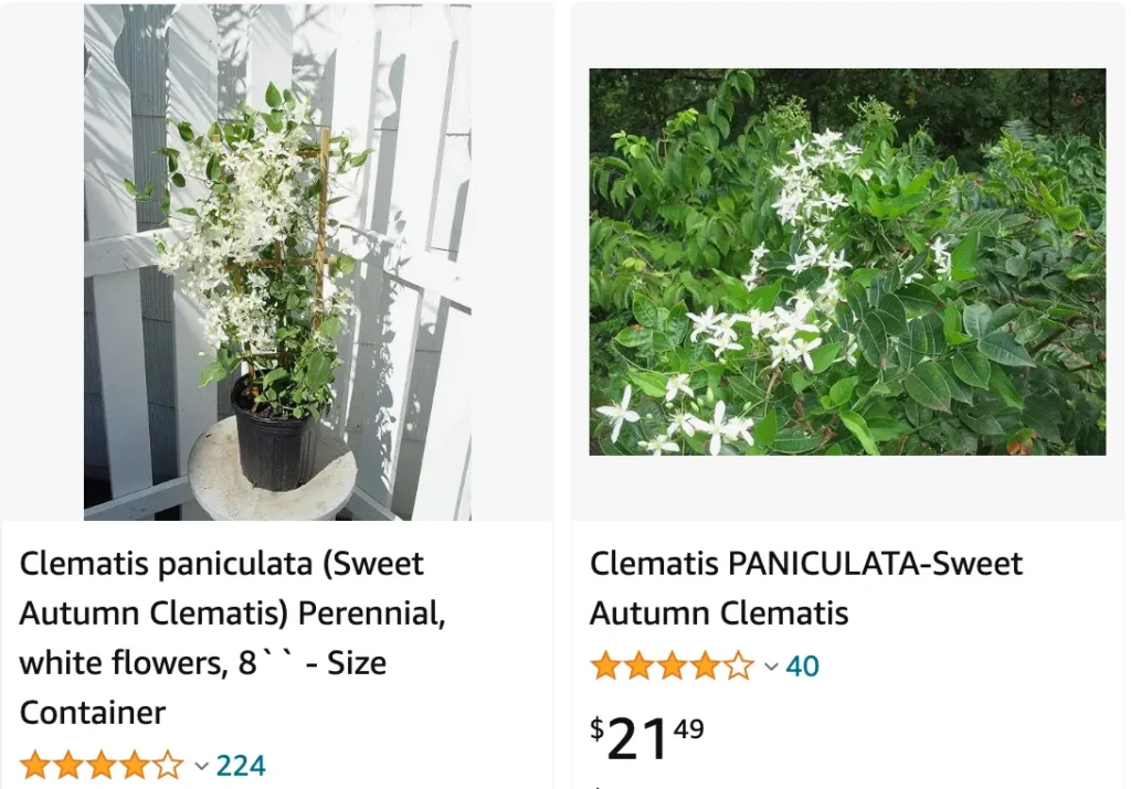 Clematis Paniculata | Monsteraholic