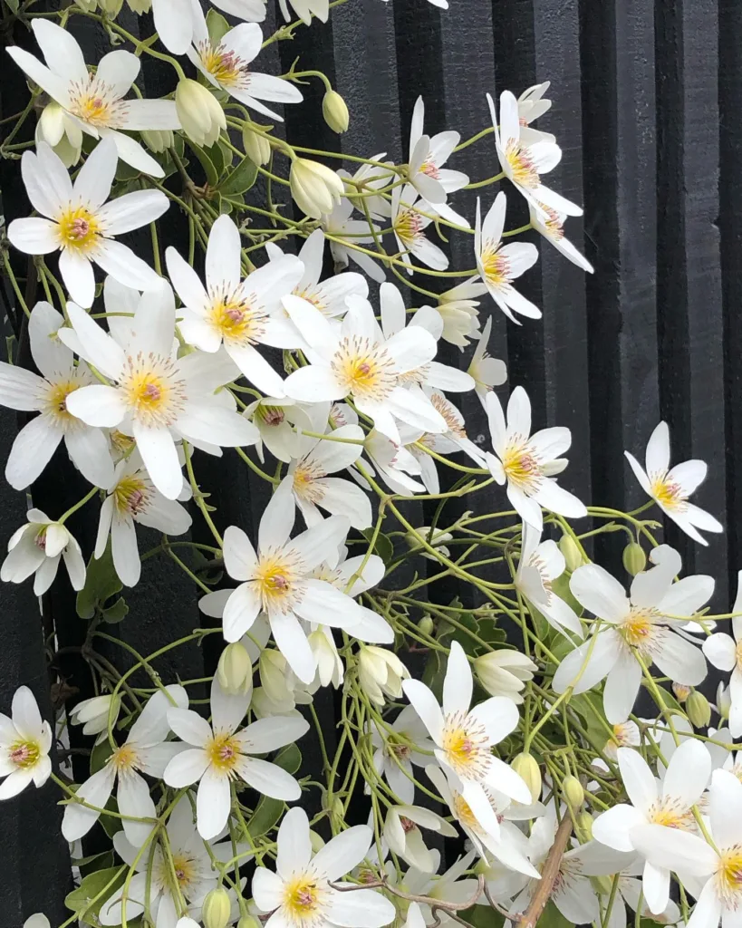 Clematis Paniculata