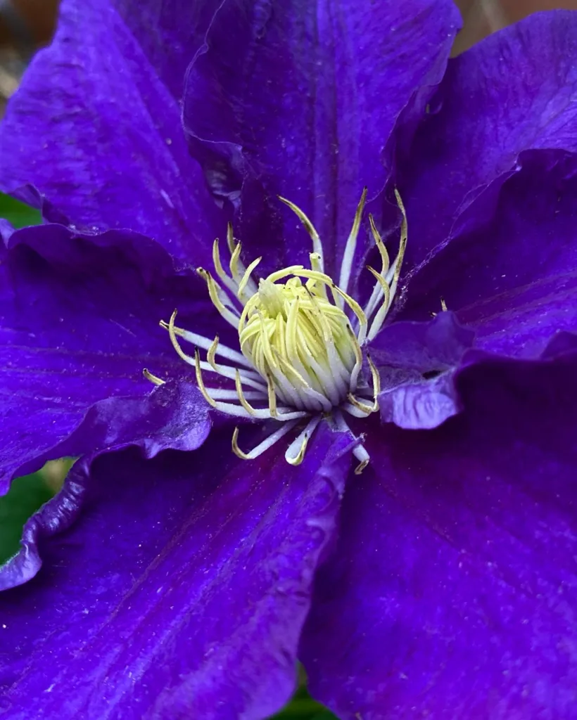 Clematis Viticella