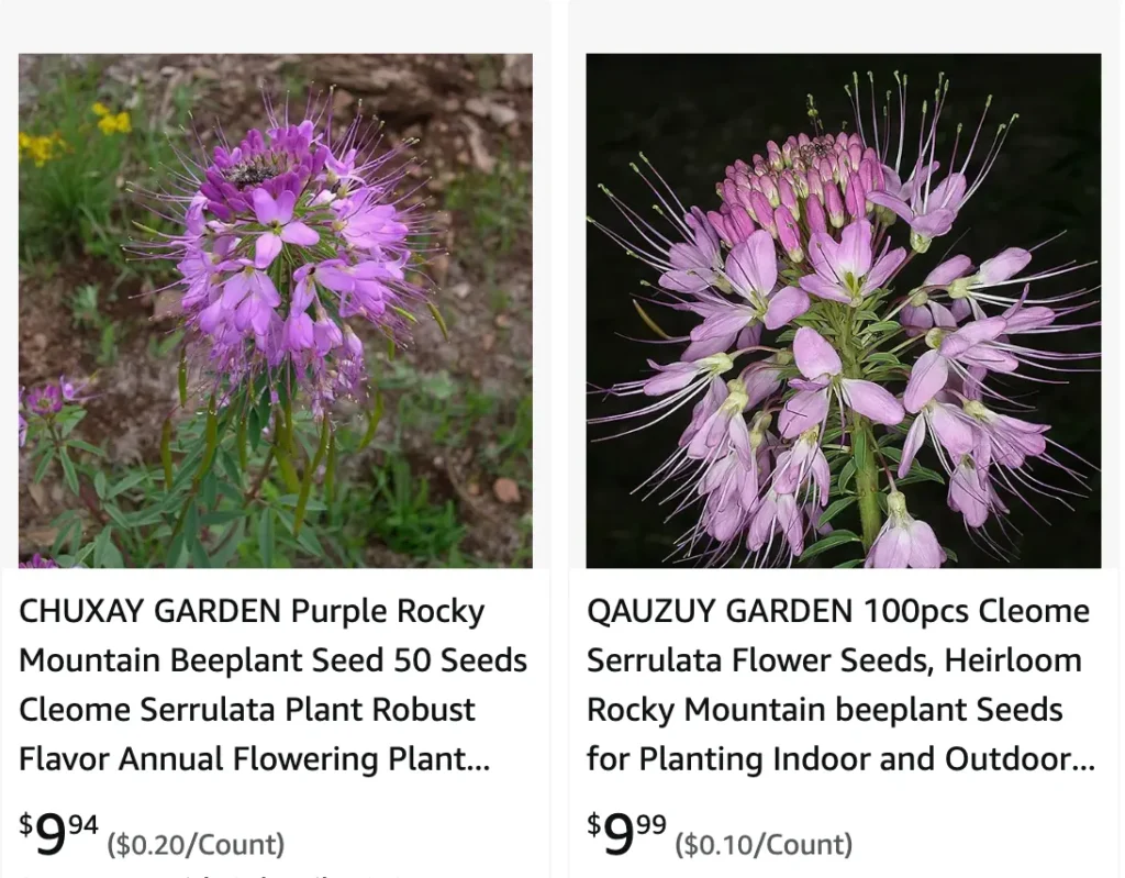 Cleome Serrulata | Monsteraholic