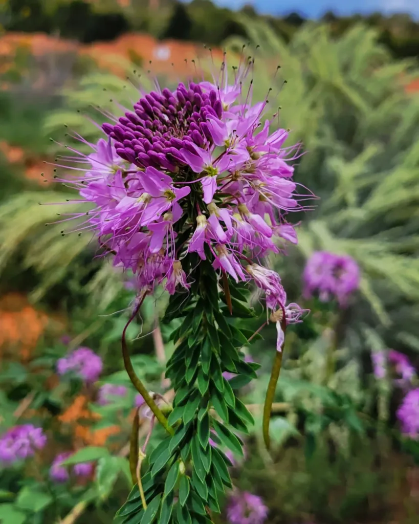 Cleome Serrulata