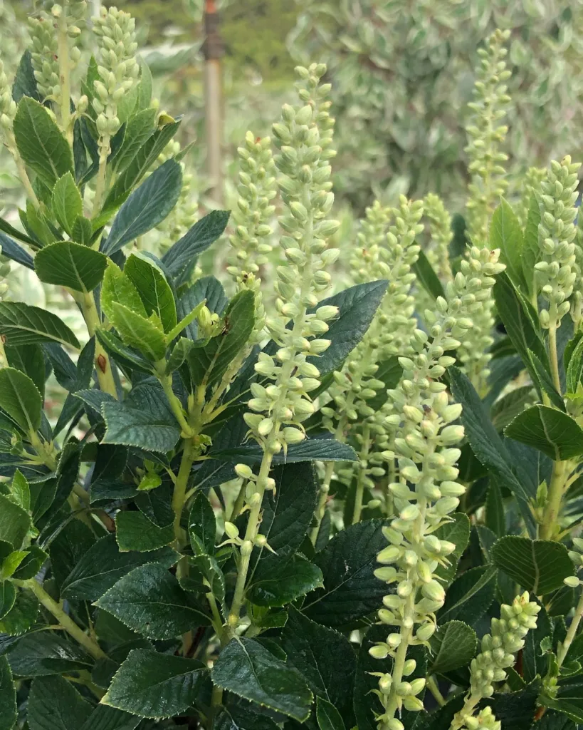 Clethra Hummingbird