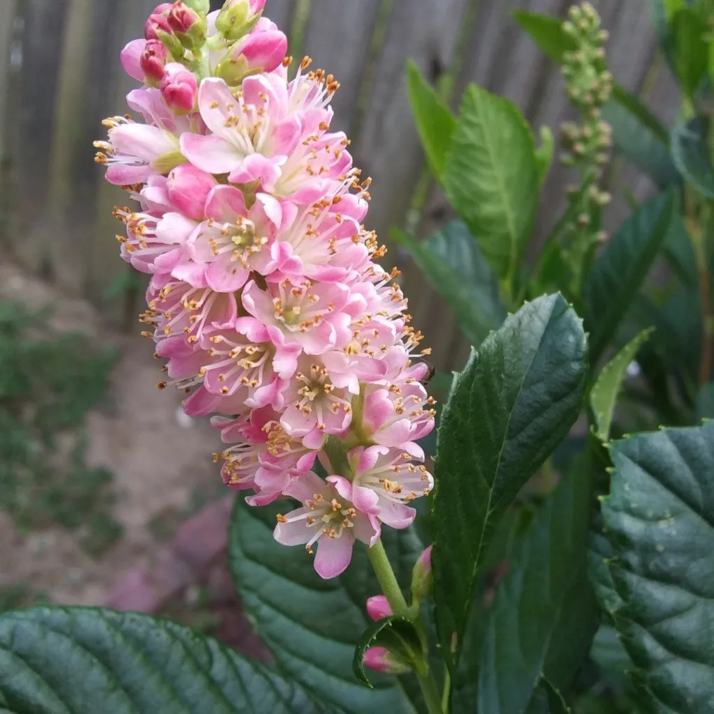 Clethra Ruby Spice