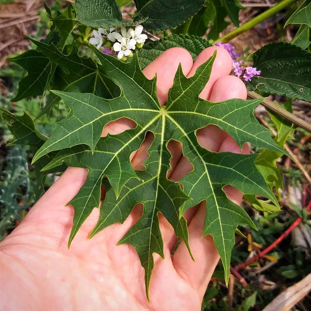 Cnidoscolus Aconitifolius