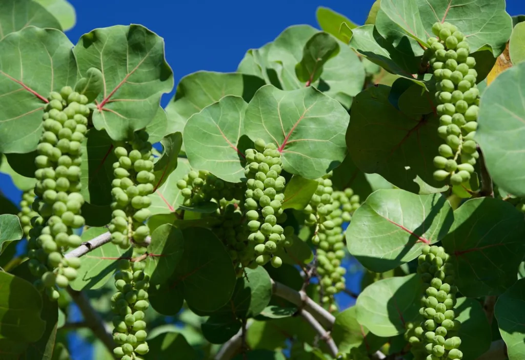 Coccoloba Uvifera