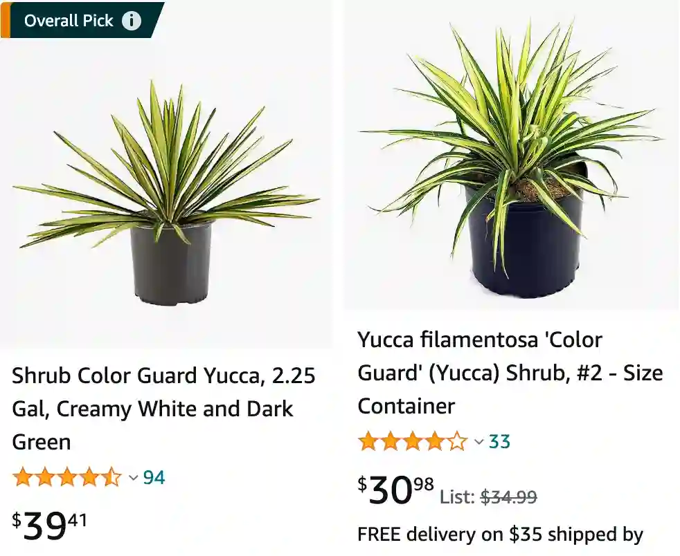 Color Guard Yucca | Monsteraholic