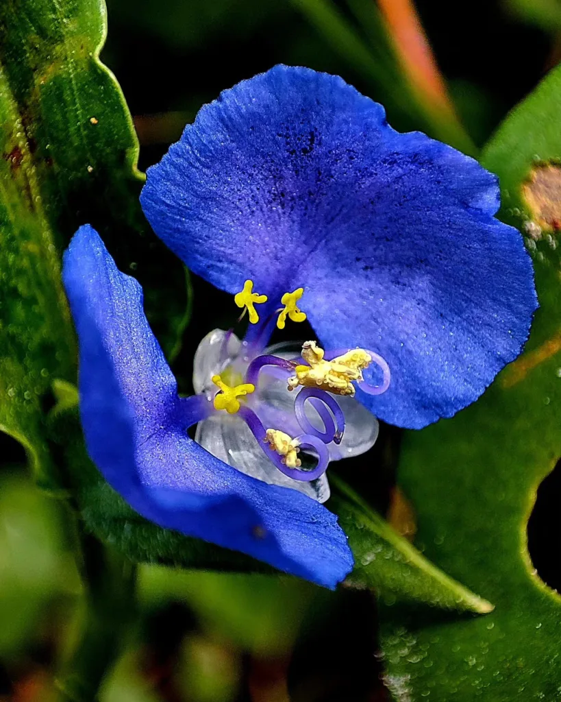 Commelina Erecta