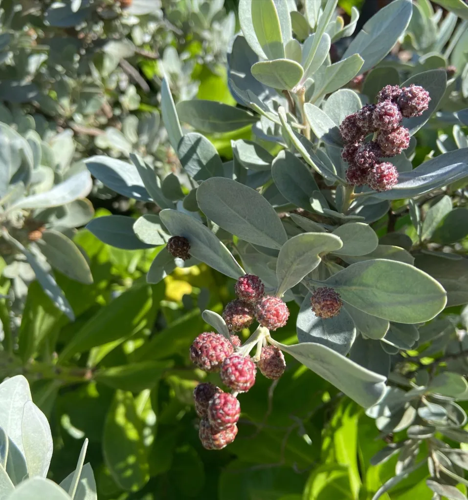 Conocarpus Erectus