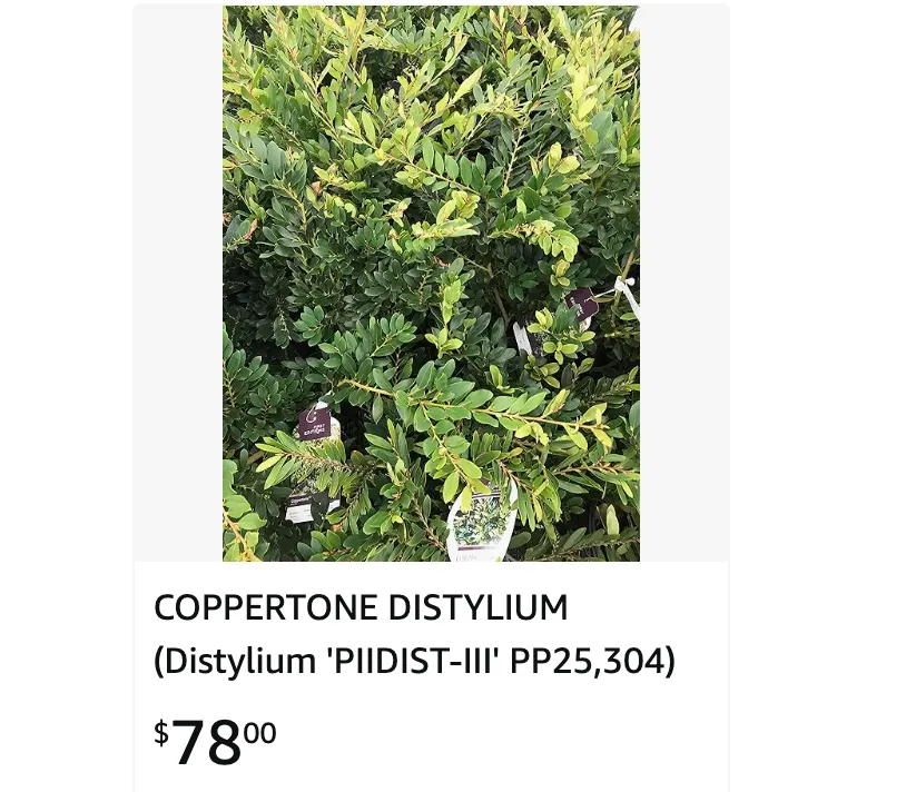 Coppertone Distylium | Monsteraholic