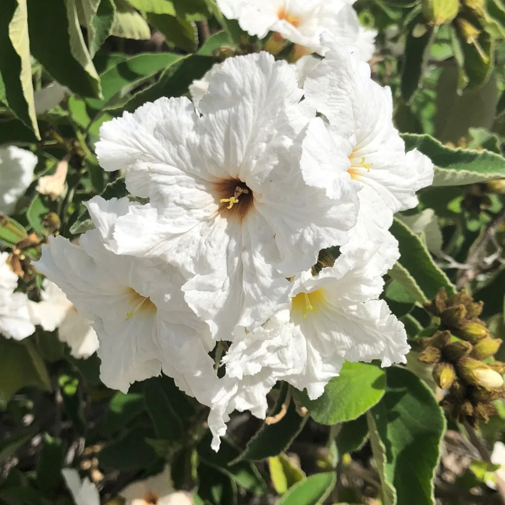 Cordia Boissieri