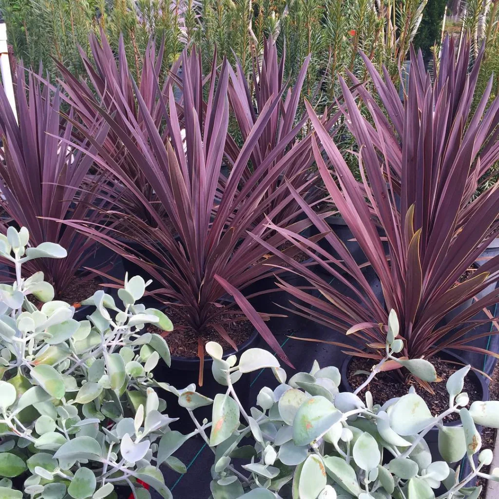 Cordyline Red Sensation