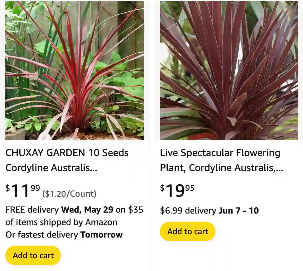 Cordyline Red Sensation | Monsteraholic