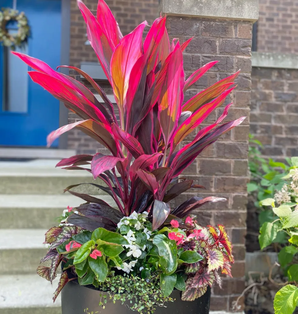 Cordyline Red Sister