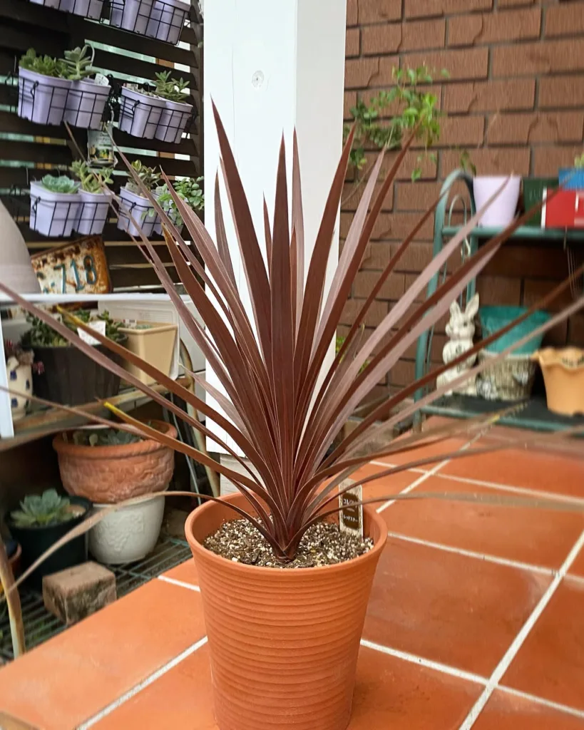 Cordyline Red Star