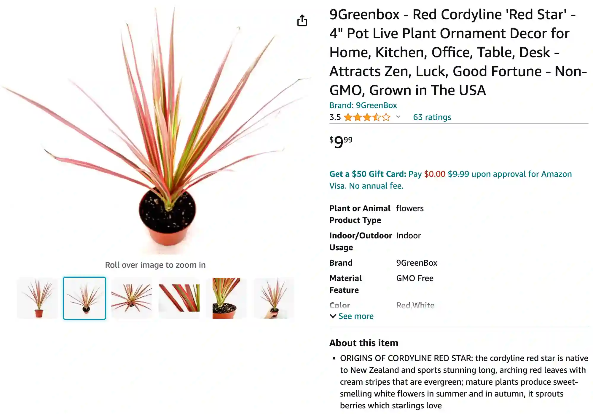 Cordyline Red Star | Monsteraholic