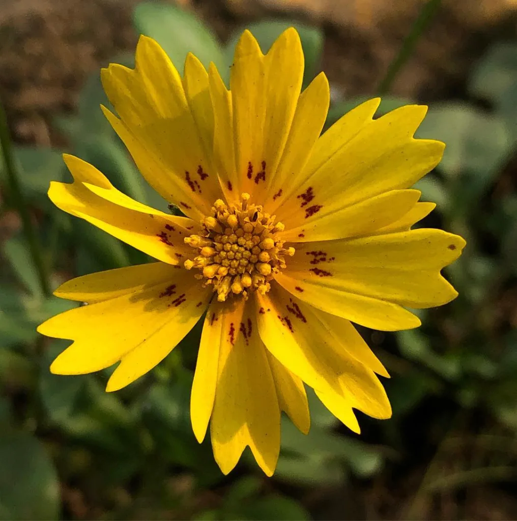 Coreopsis Auriculata