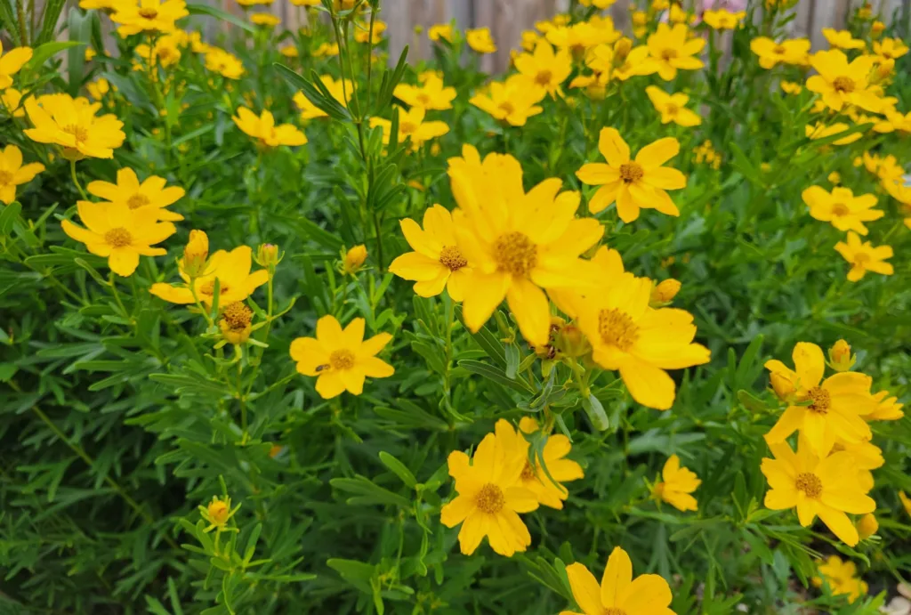 Coreopsis Palmata