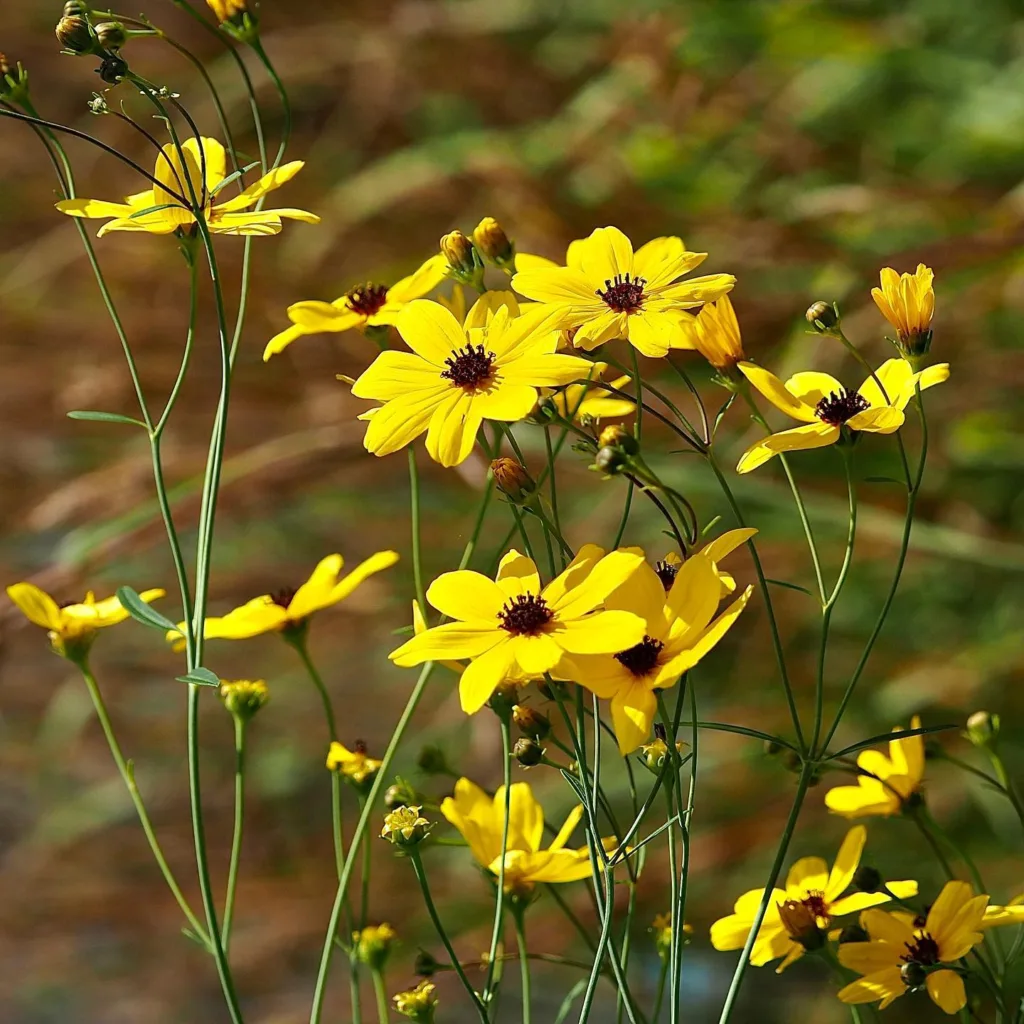 Coreopsis Tripteris