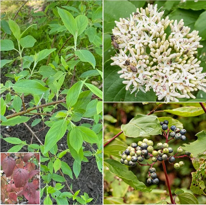 Cornus Amomum