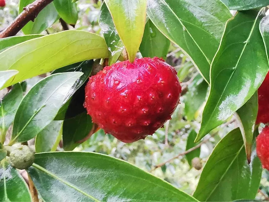 Cornus Capitata