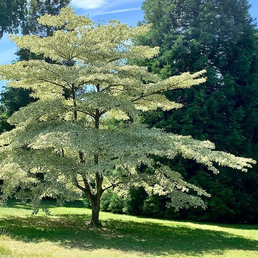 Cornus Controversa