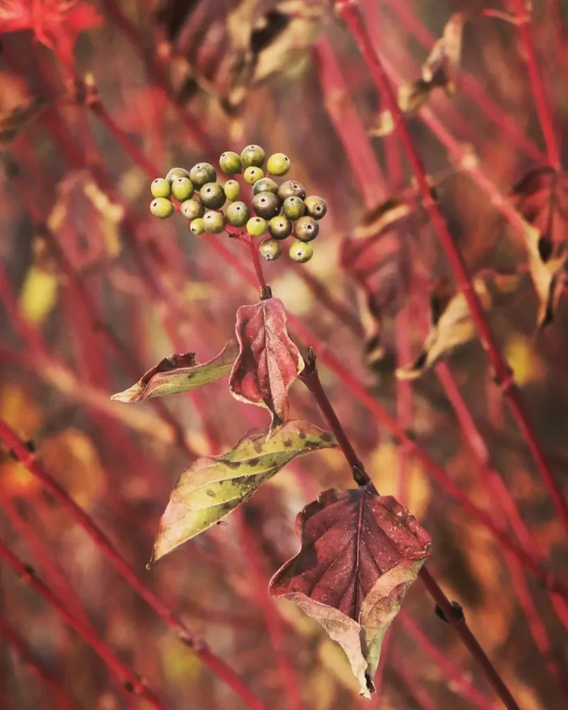 Cornus Sanguinea